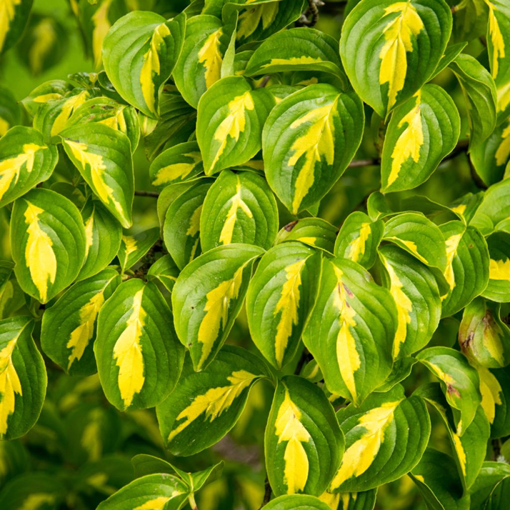 Cornus kousa Gold Star - Cornouiller du Japon