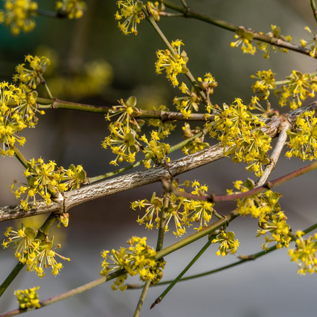 Cornus mas Aurea - Cornouiller mâle