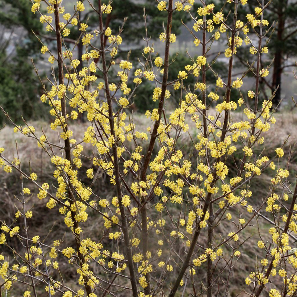 Cornus mas - Cornouiller mâle