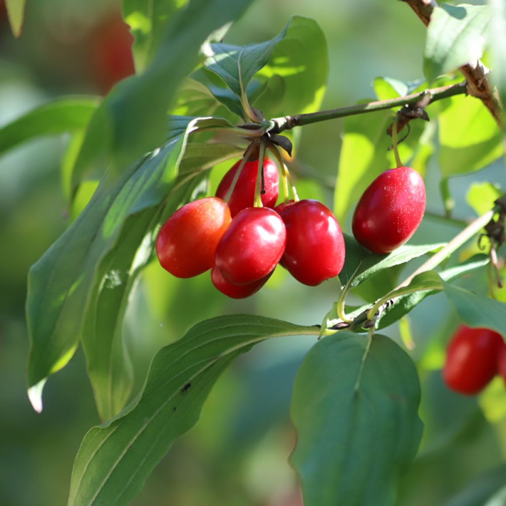 Cornus mas - Cornouiller mâle