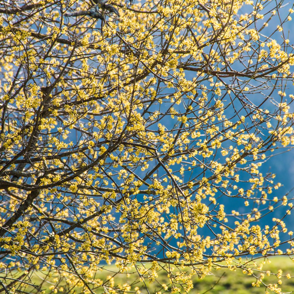 Cornus mas - Cornouiller mâle