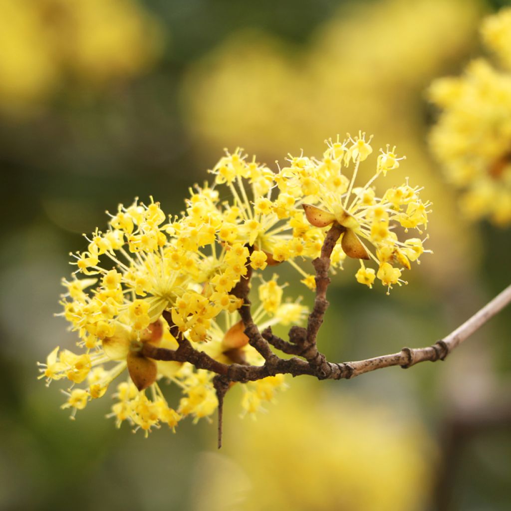 Cornus mas - Cornouiller mâle
