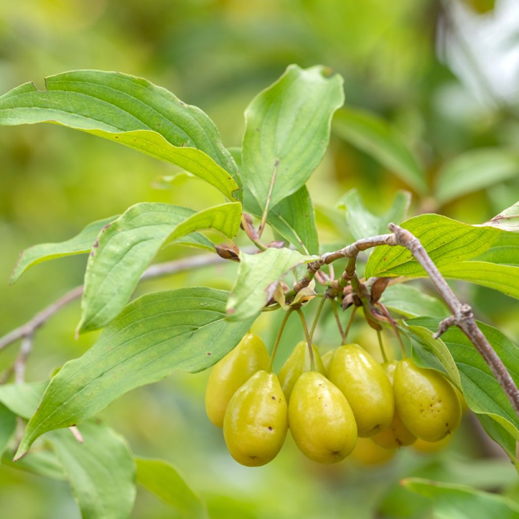 Cornus mas Jolico - Cornouiller mâle