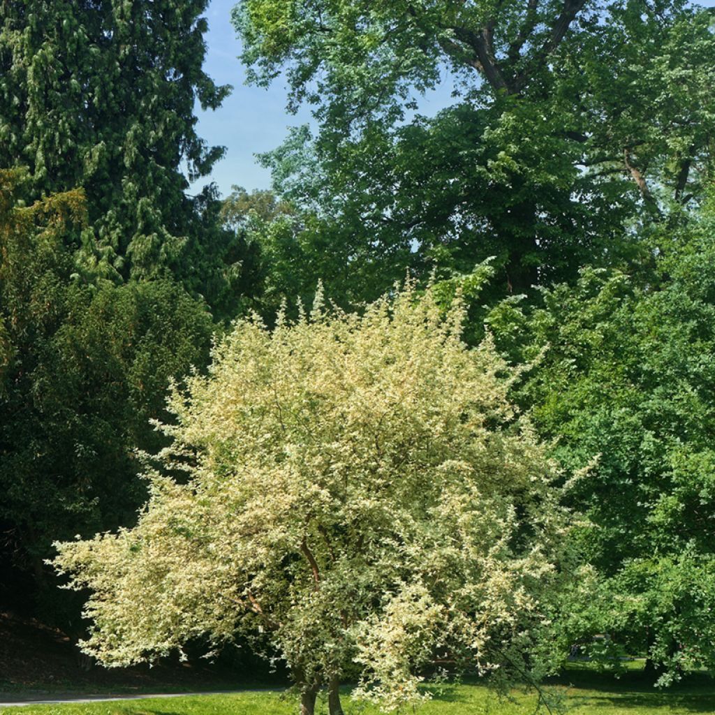 Cornus mas Variegata - Cornouiller mâle panaché
