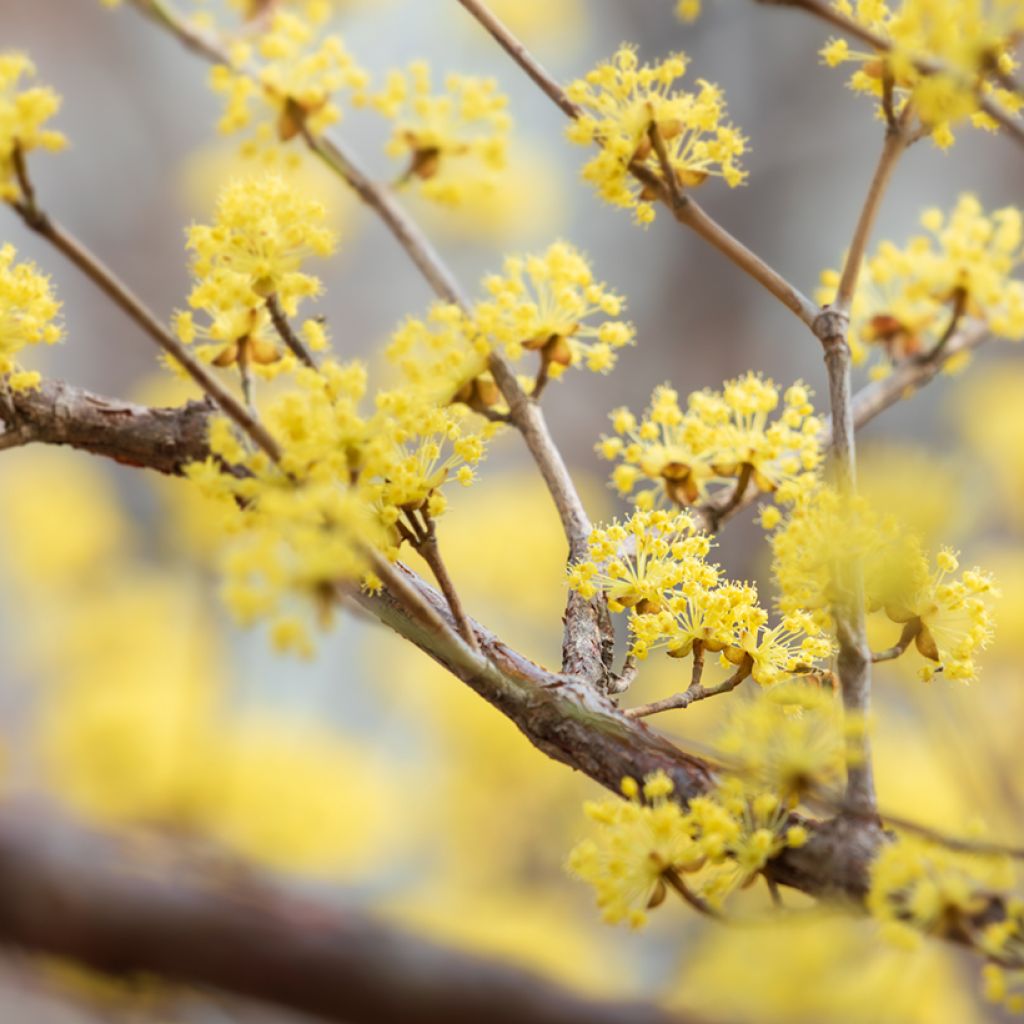 Cornus officinalis - Cornouiller officinal