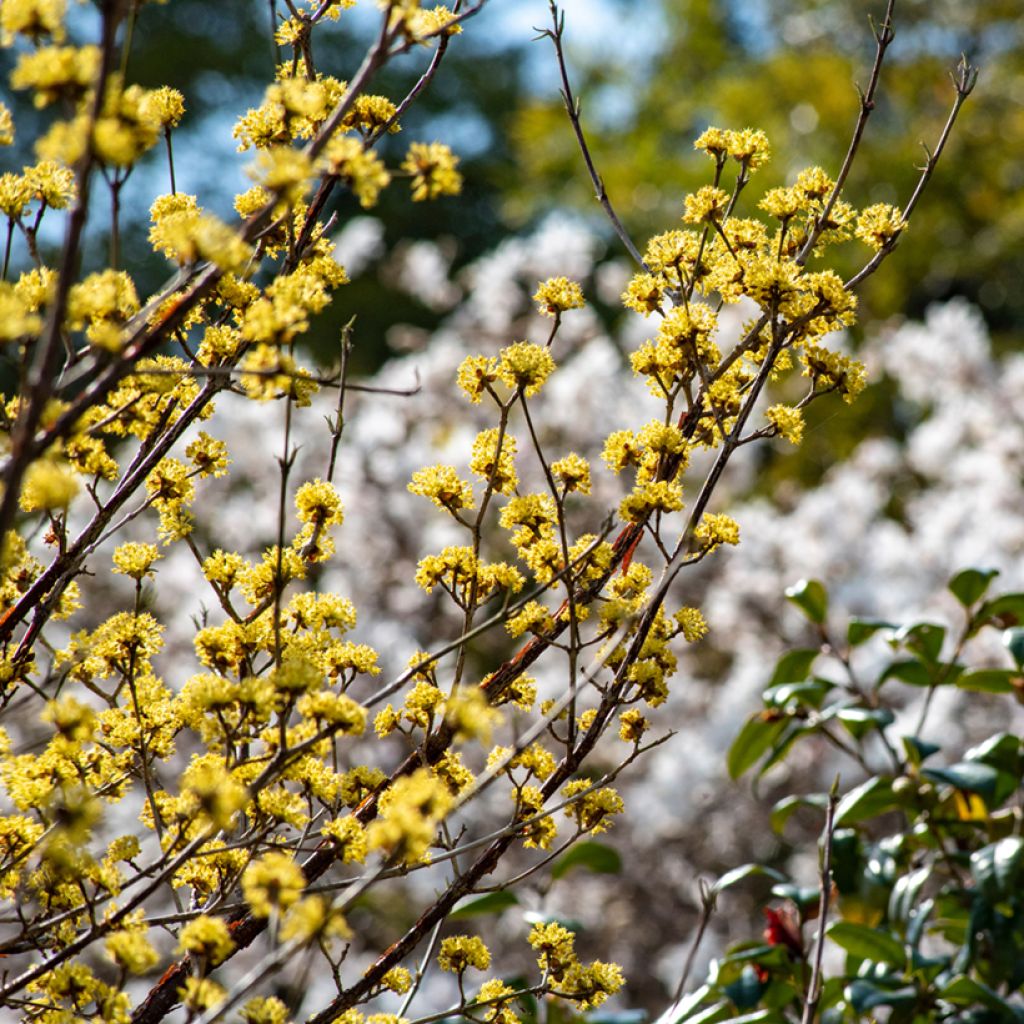 Cornus officinalis - Cornouiller officinal