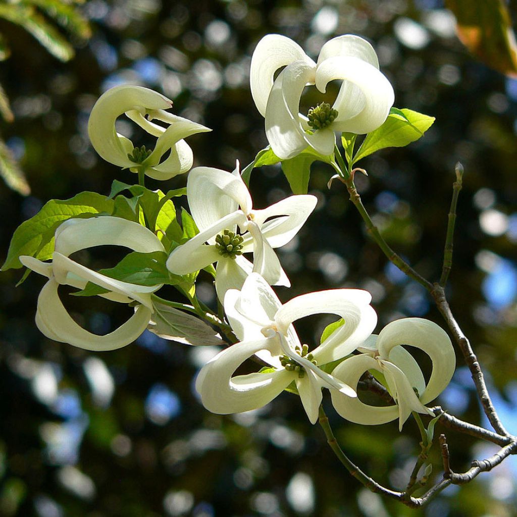 Cornus ou Cornouiller Florida subsp. Urbiniana