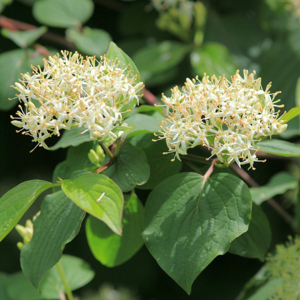Cornus sanguinea - Cornouiller sanguin