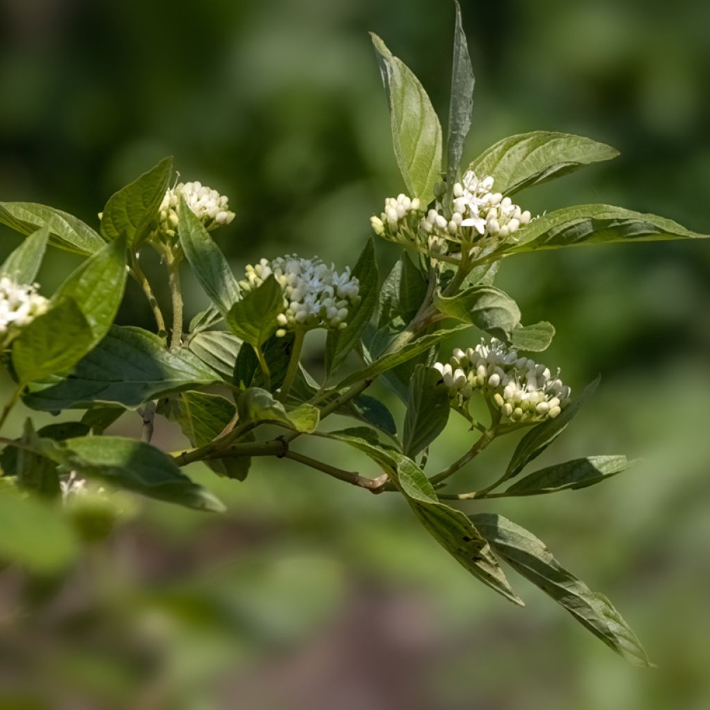 Cornus sericea Cardinal - Cornouiller stolonifère