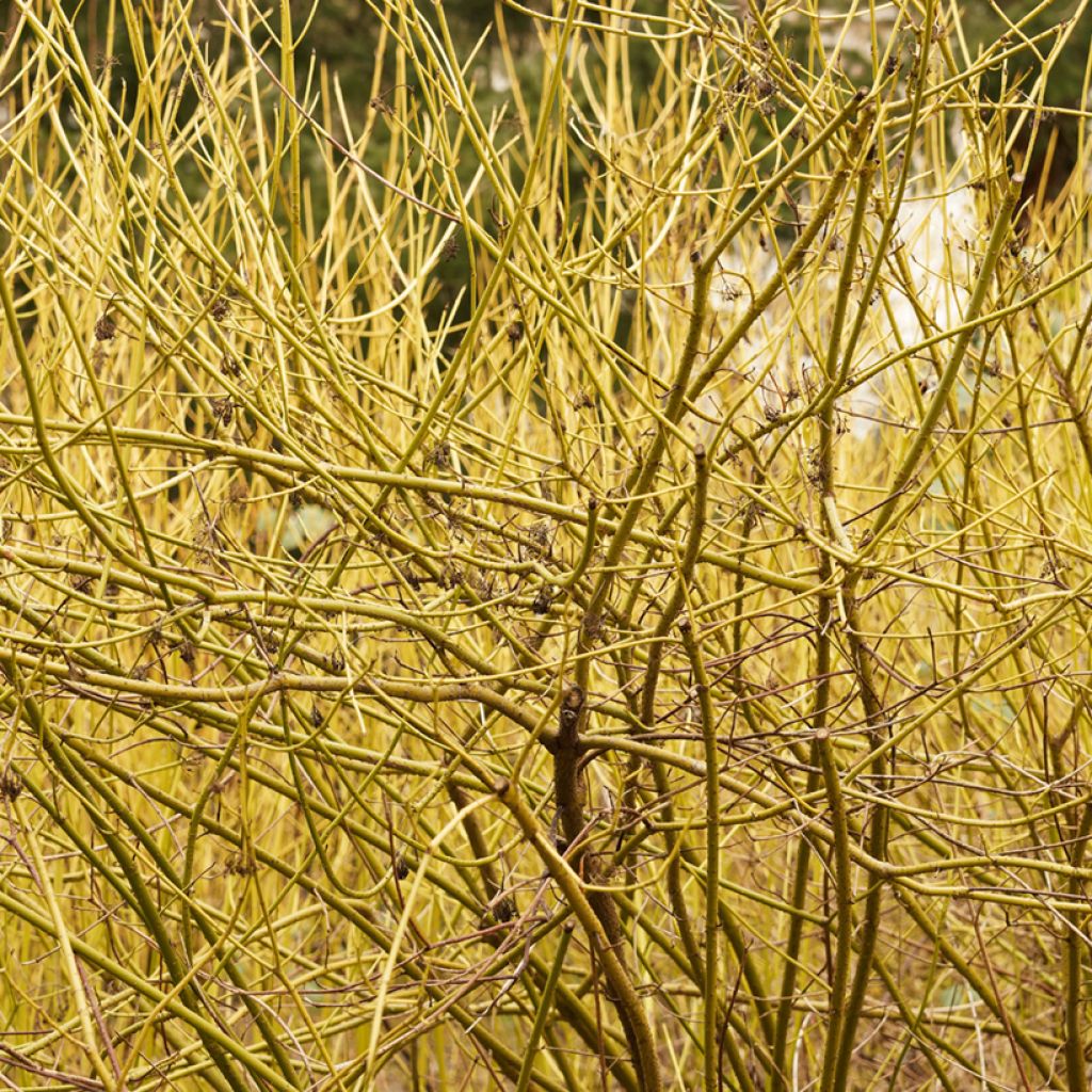 Cornus stolonifera Flaviramea - Cornouiller à bois jaune
