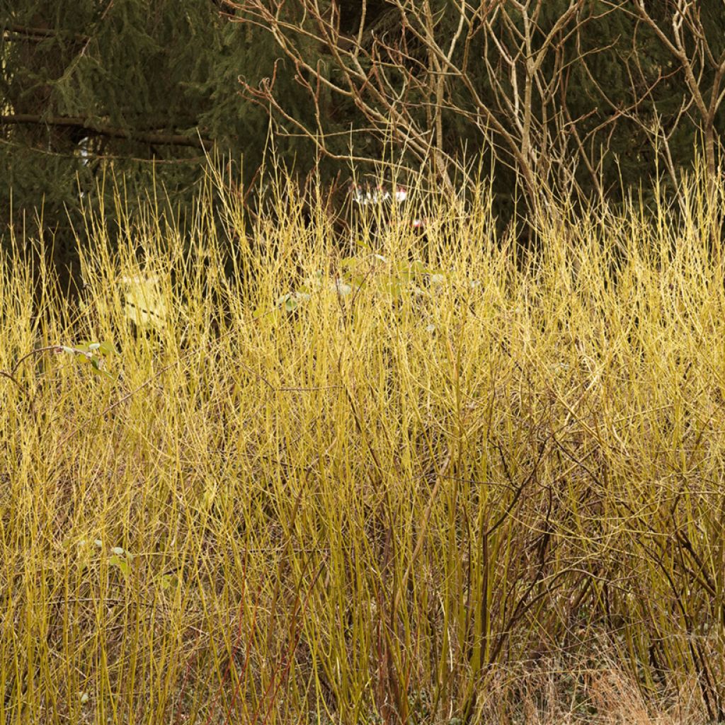 Cornus stolonifera Flaviramea - Cornouiller à bois jaune