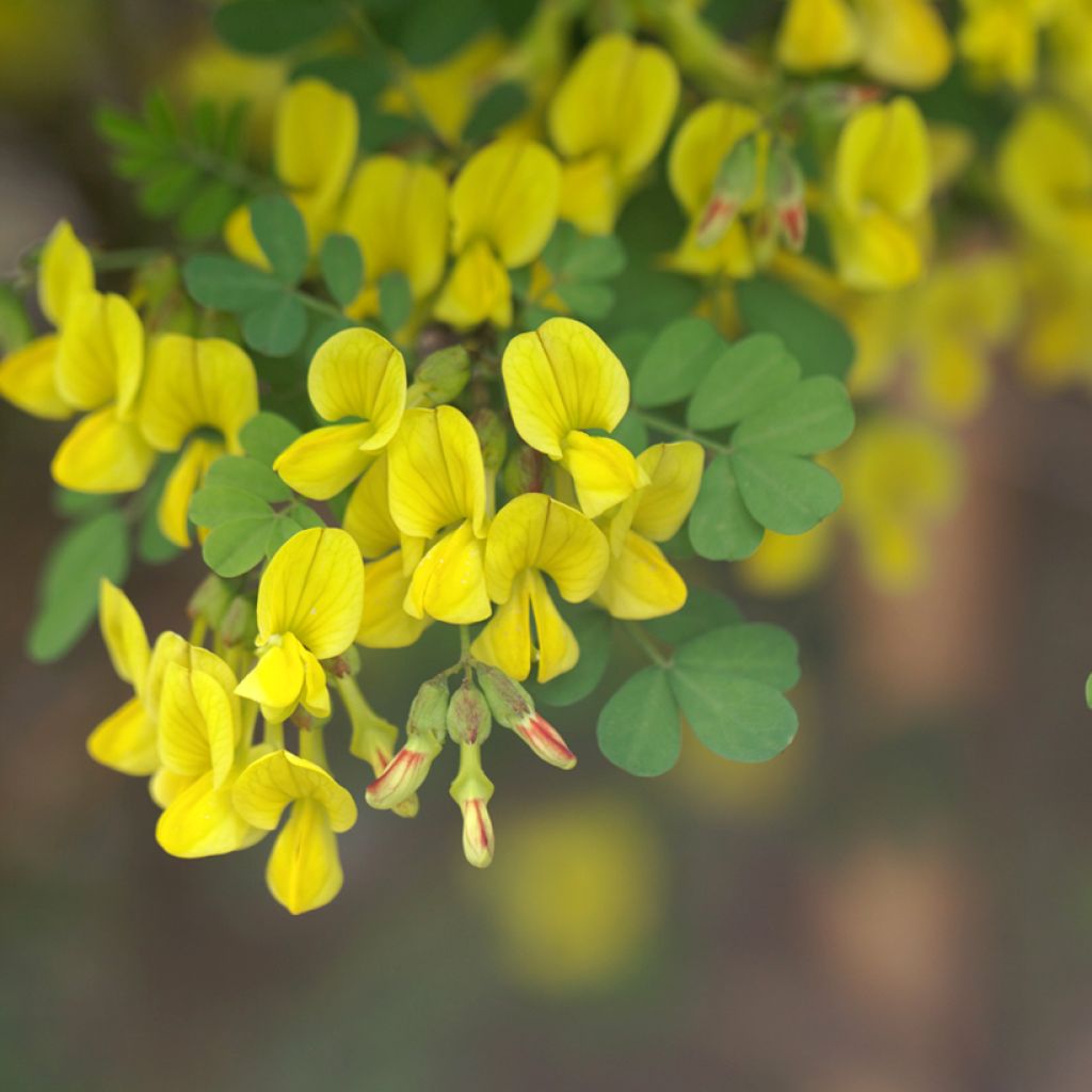 Coronilla emerus (Hippocrepis) - Coronille des jardins