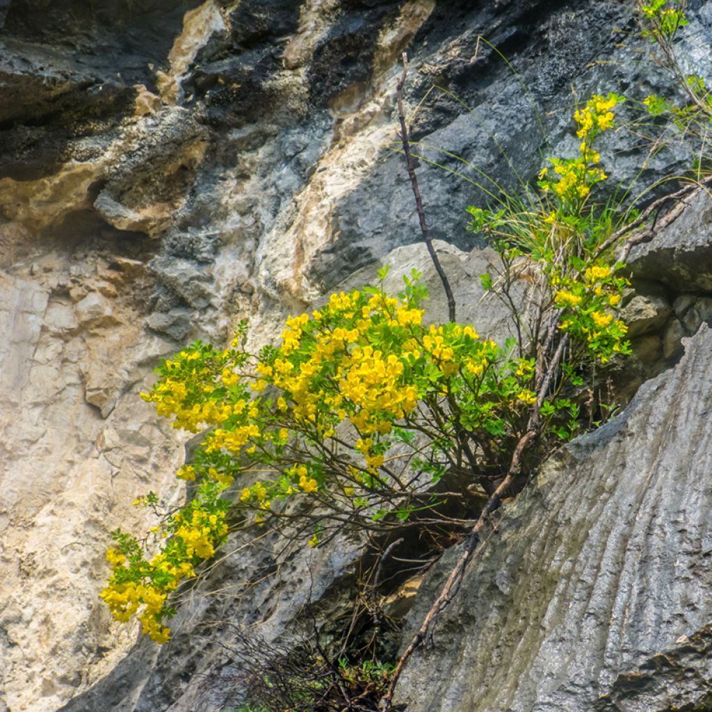 Coronilla emerus (Hippocrepis) - Coronille des jardins