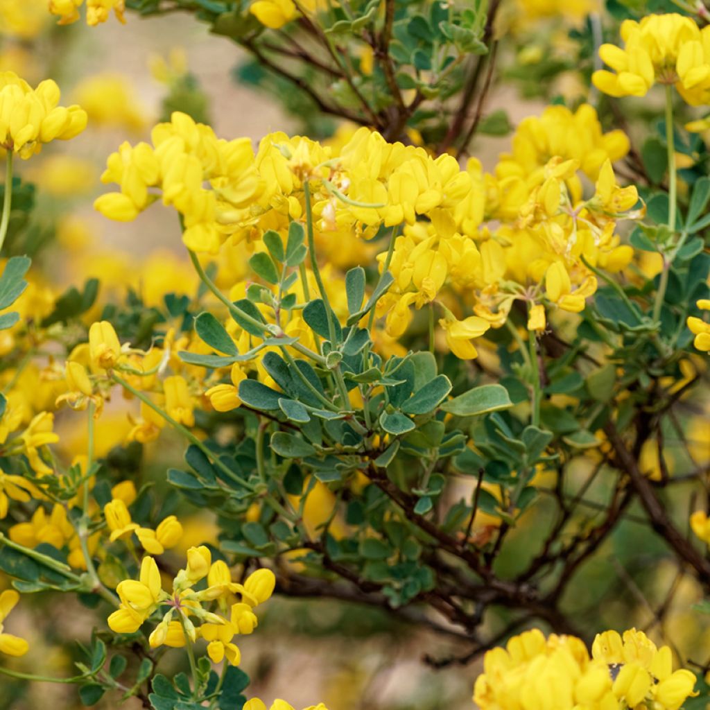 Coronilla emerus (Hippocrepis) - Coronille des jardins