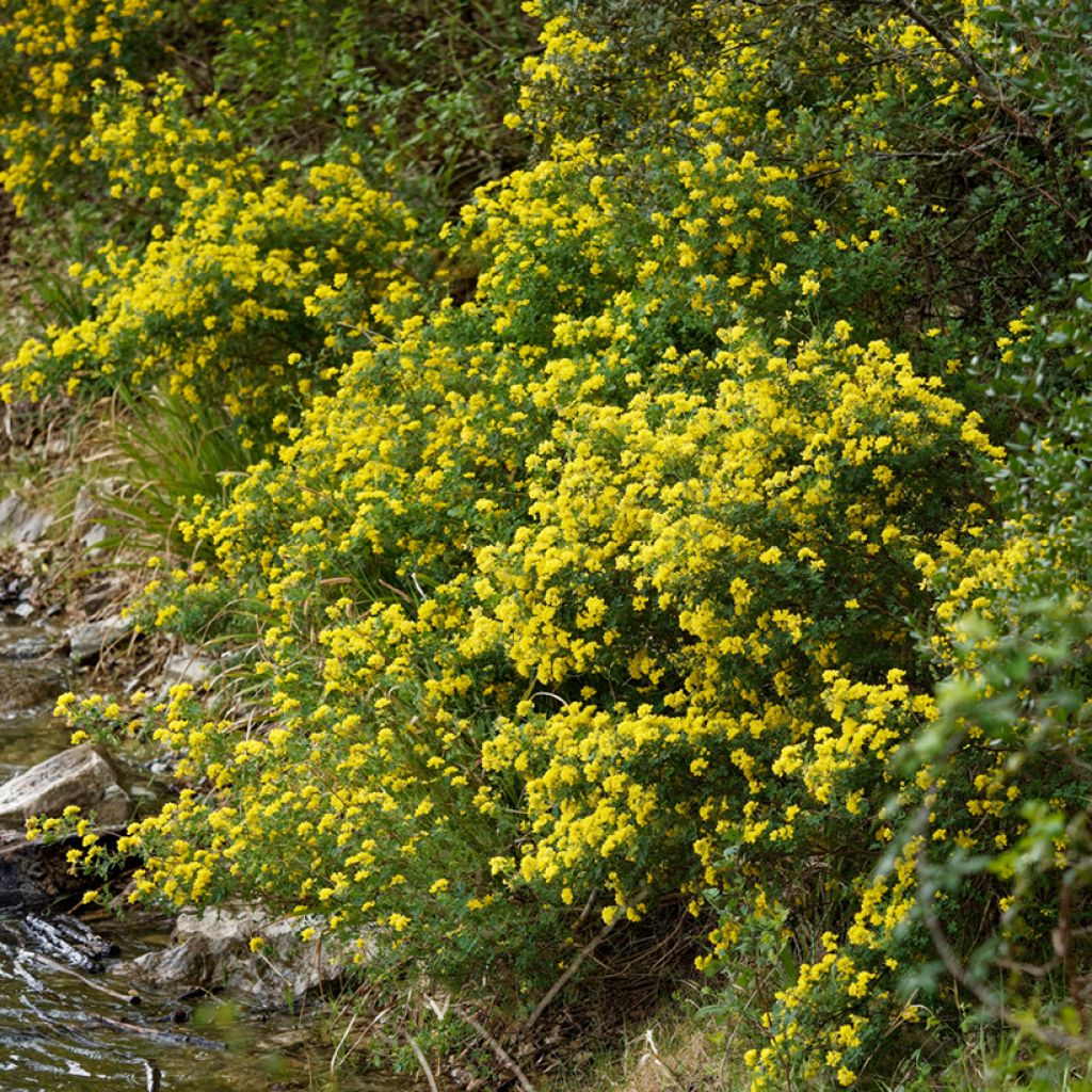 Coronilla emerus (Hippocrepis) - Coronille des jardins