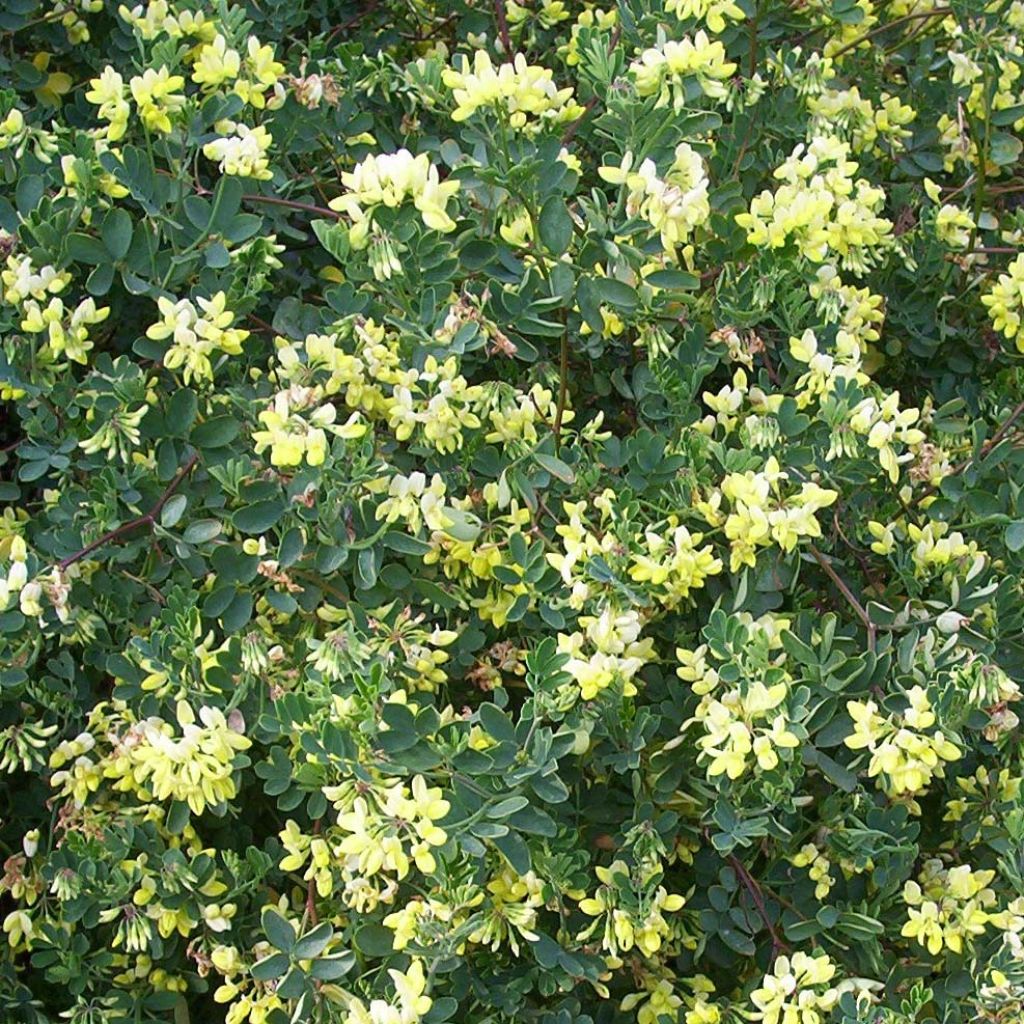 Coronilla valentina subsp. glauca Citrina - Coronille glauque