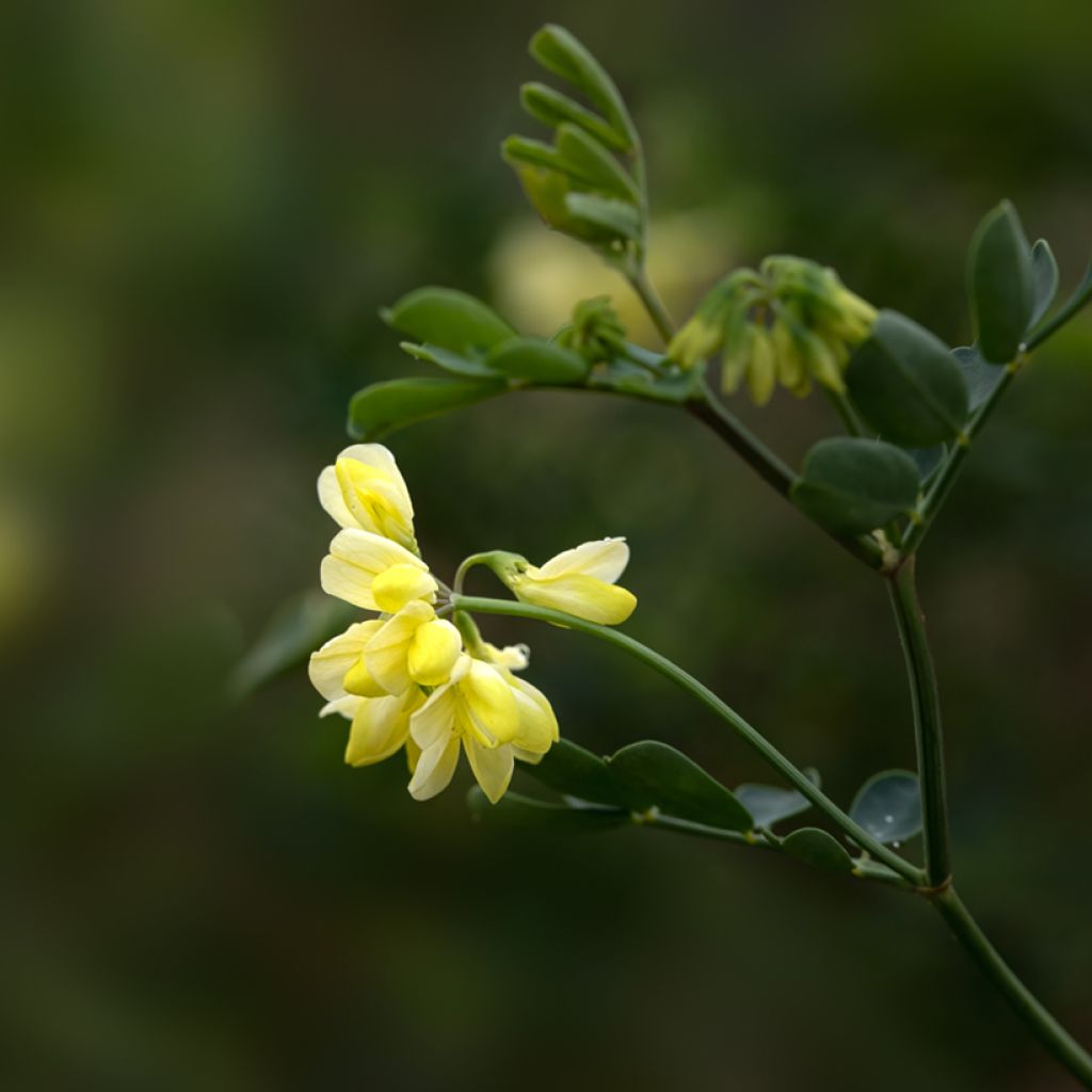 Coronille - Coronilla valentina subsp. glauca Citrina