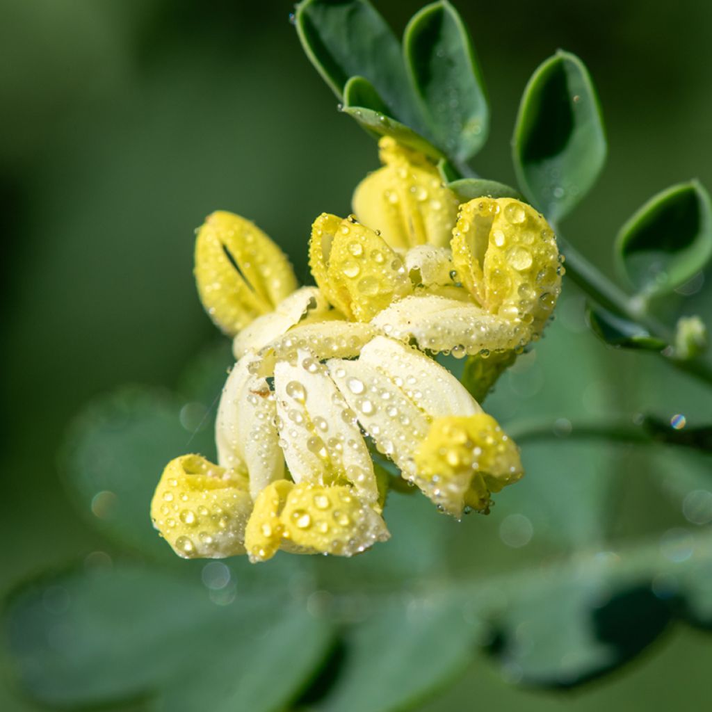Coronille - Coronilla valentina subsp. glauca Citrina