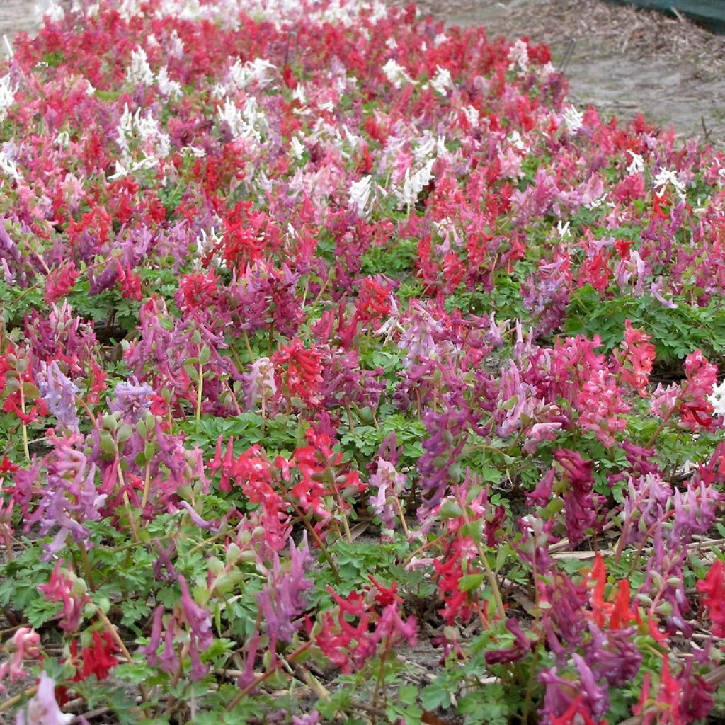 Corydalis Rainbow en mélange - Corydale bulbeuse