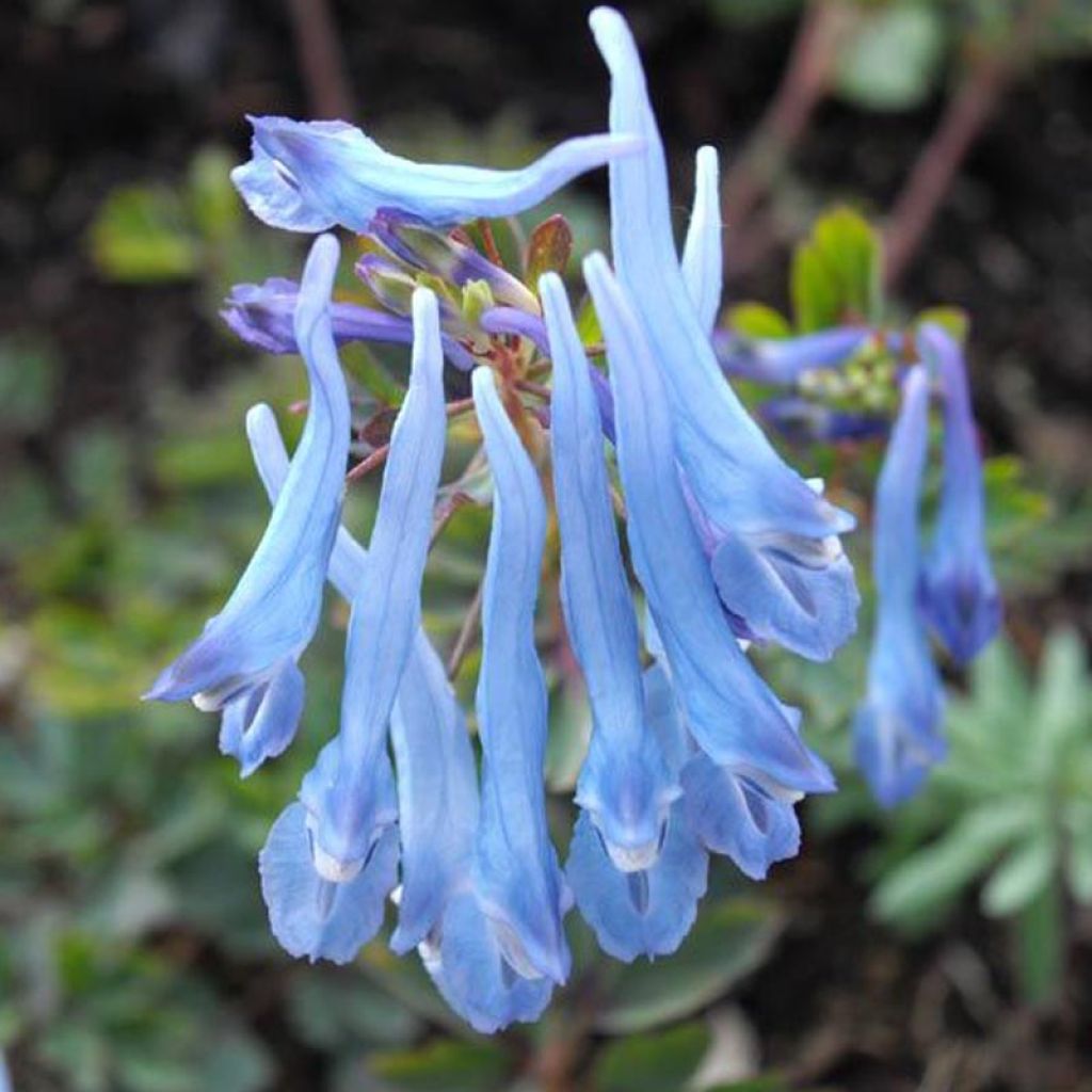 Corydale, Corydalis flexuosa China Blue, Fumeterre