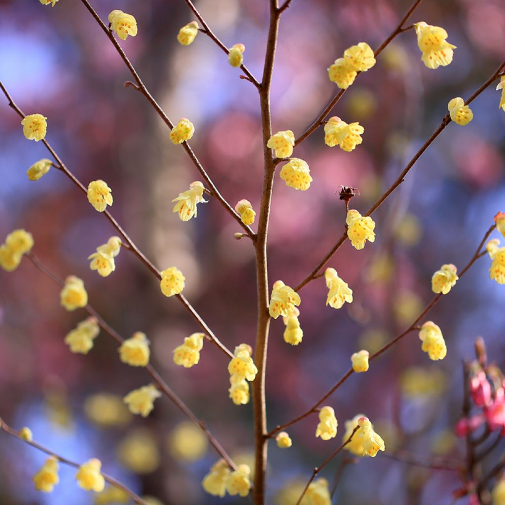 Corylopsis pauciflora - Faux noisetier