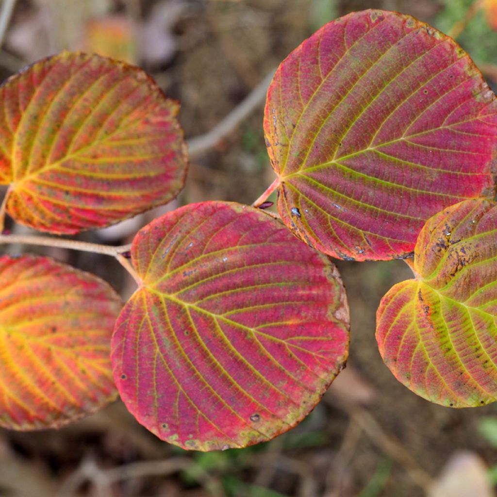 Corylopsis pauciflora - Faux noisetier