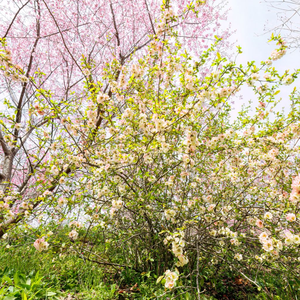 Corylopsis pauciflora - Faux noisetier