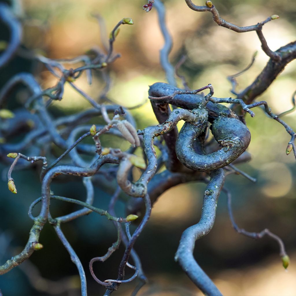 Corylus avellana contorta Medusa - Noisetier tortueux nain