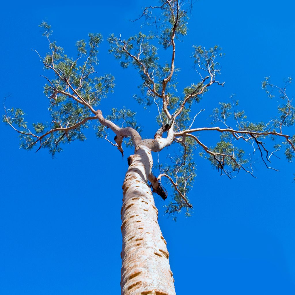 Corymbia citriodora - Eucalyptus citronné
