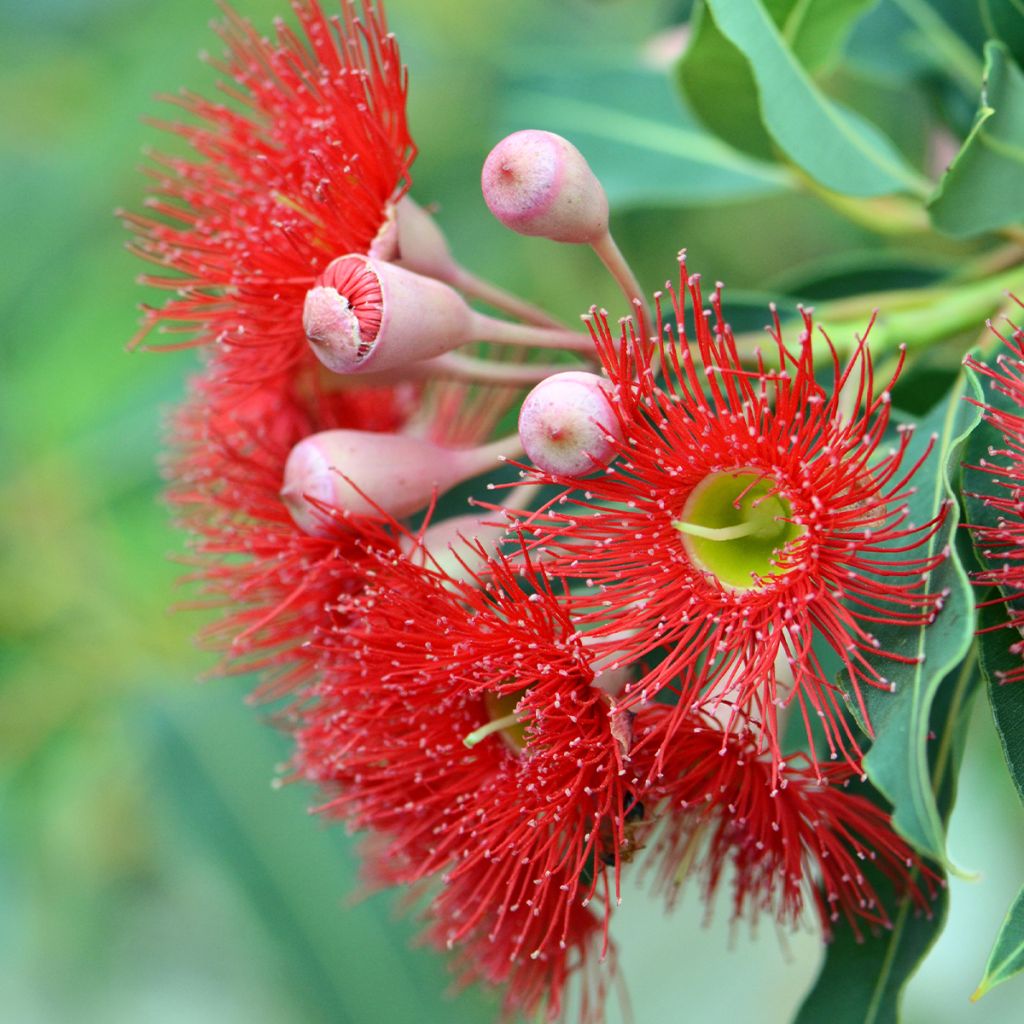 Corymbia ficifolia - Eucalyptus ou gommier rouge