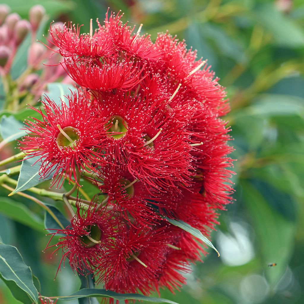 Corymbia ficifolia - Eucalyptus ou gommier rouge