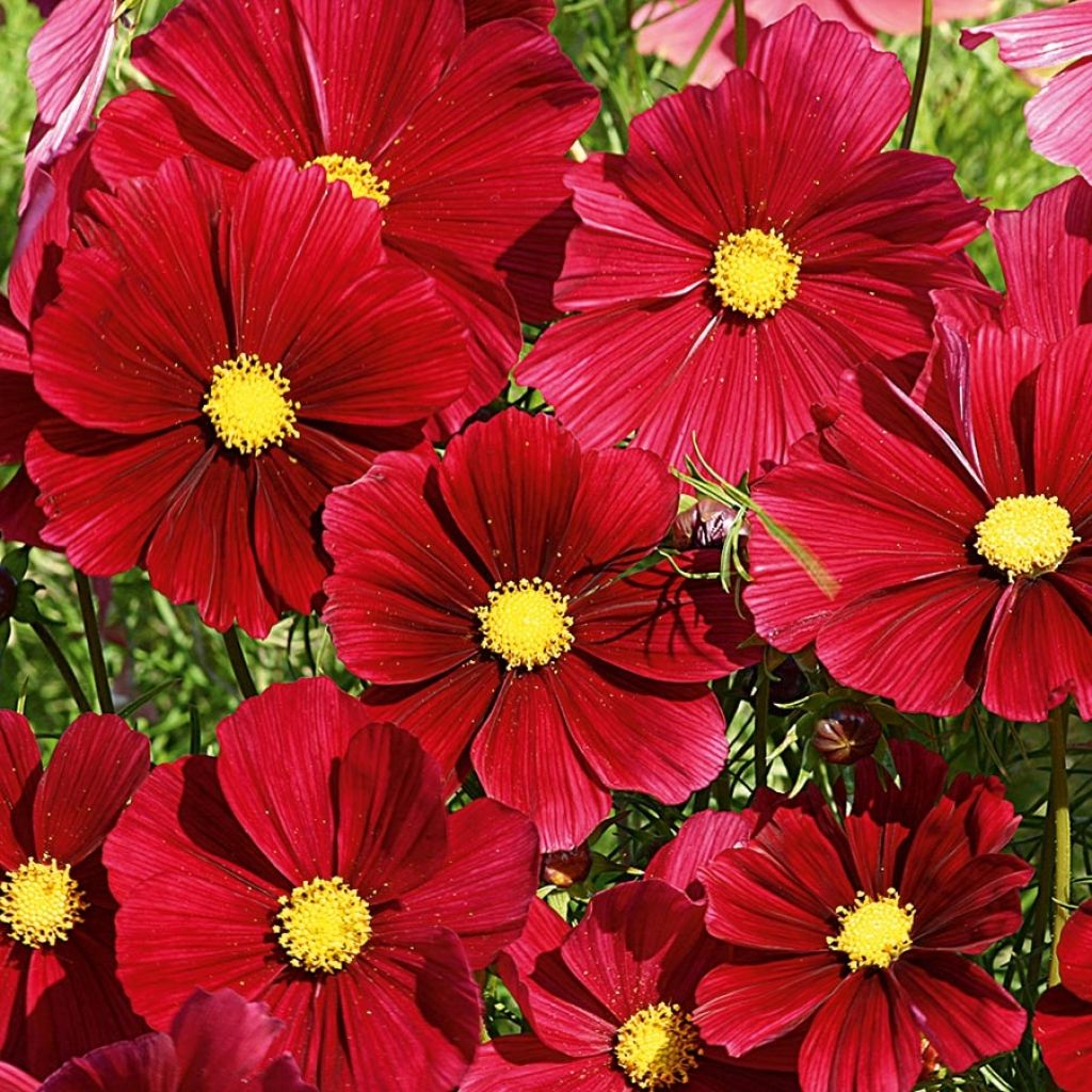 Cosmos Rubenza rouge carmin Mini-mottes