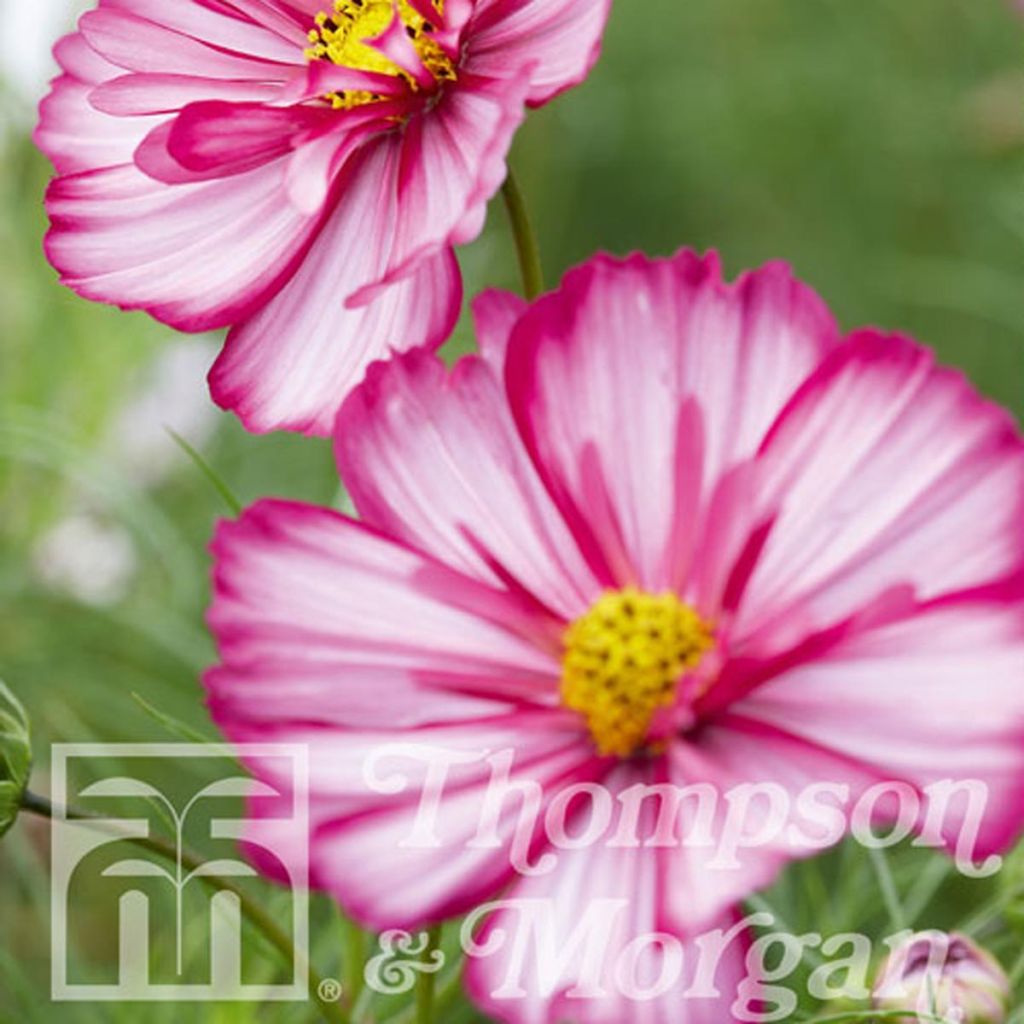 Cosmos bipinnatus Sweet Sixteen - Cosmos bipenné