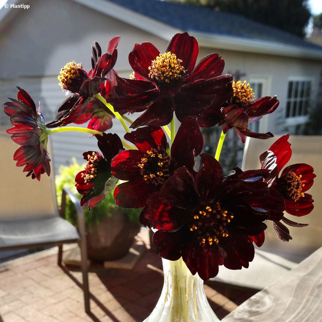 Cosmos atrosanguineus Eclipse - Cosmos chocolat