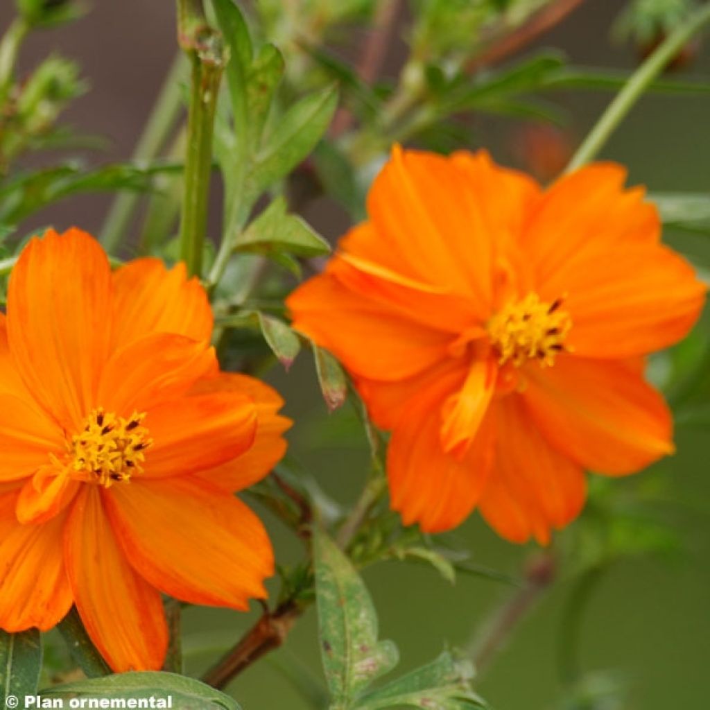 Cosmos sulphureus Mandarin - Cosmos soufré orange