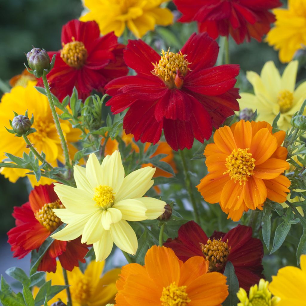 Graines de Cosmos Brightness Mixed - Cosmos sulphureus