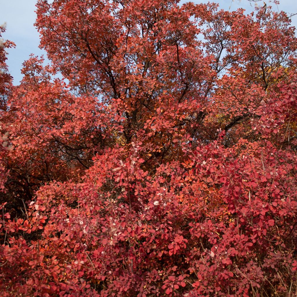 Cotinus Grace - Arbre à perruque