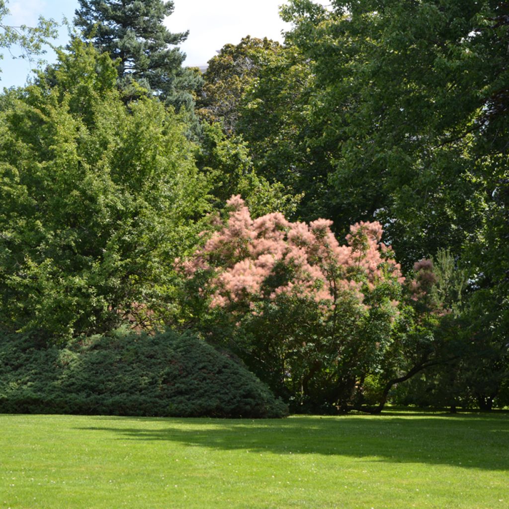 Cotinus coggygria - Arbre à Perruques