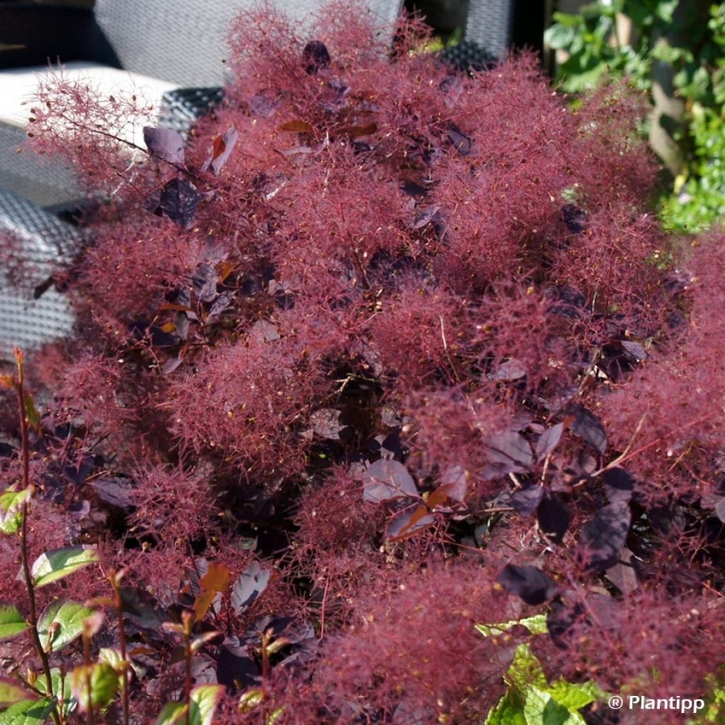 Cotinus coggygria Dusky Maiden - Arbre à Perruques