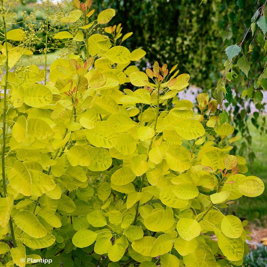 Cotinus coggygria Golden Lady - Arbre à perruque