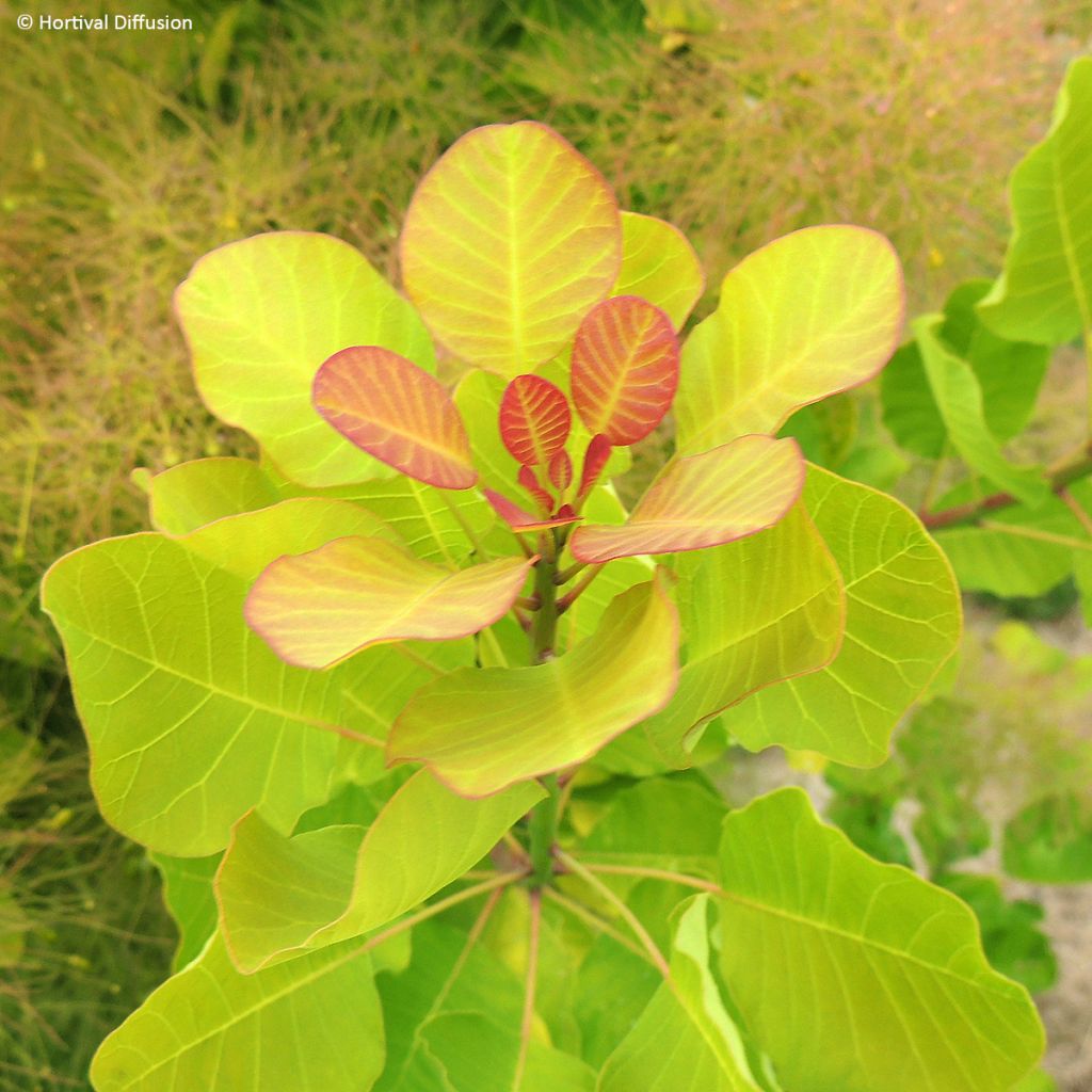 Cotinus coggygria Lemon Lady - Arbre à perruques