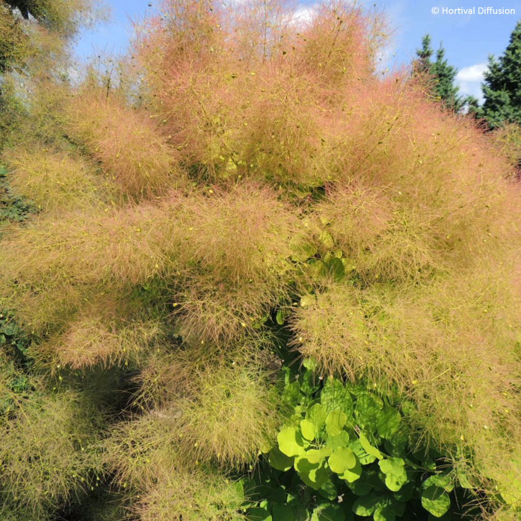 Cotinus coggygria Lemon Lady - Arbre à perruques