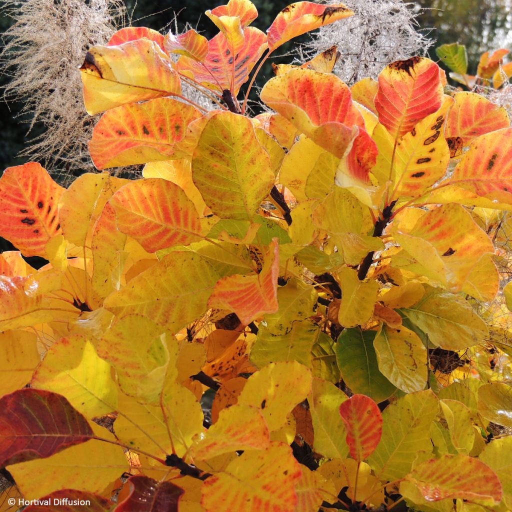 Cotinus coggygria Lemon Lady - Arbre à perruques