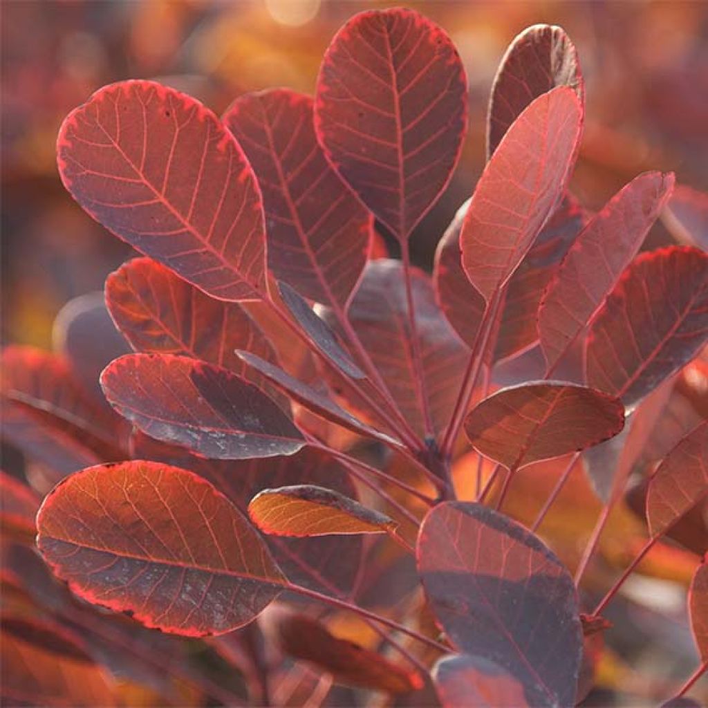 Cotinus coggygria Lilla - Arbre à perruque nain.