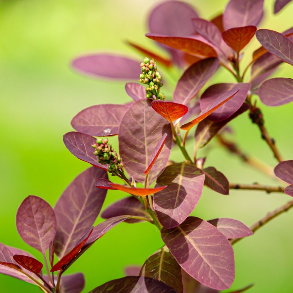 Cotinus coggygria Royal Purple - Arbre à perruque 