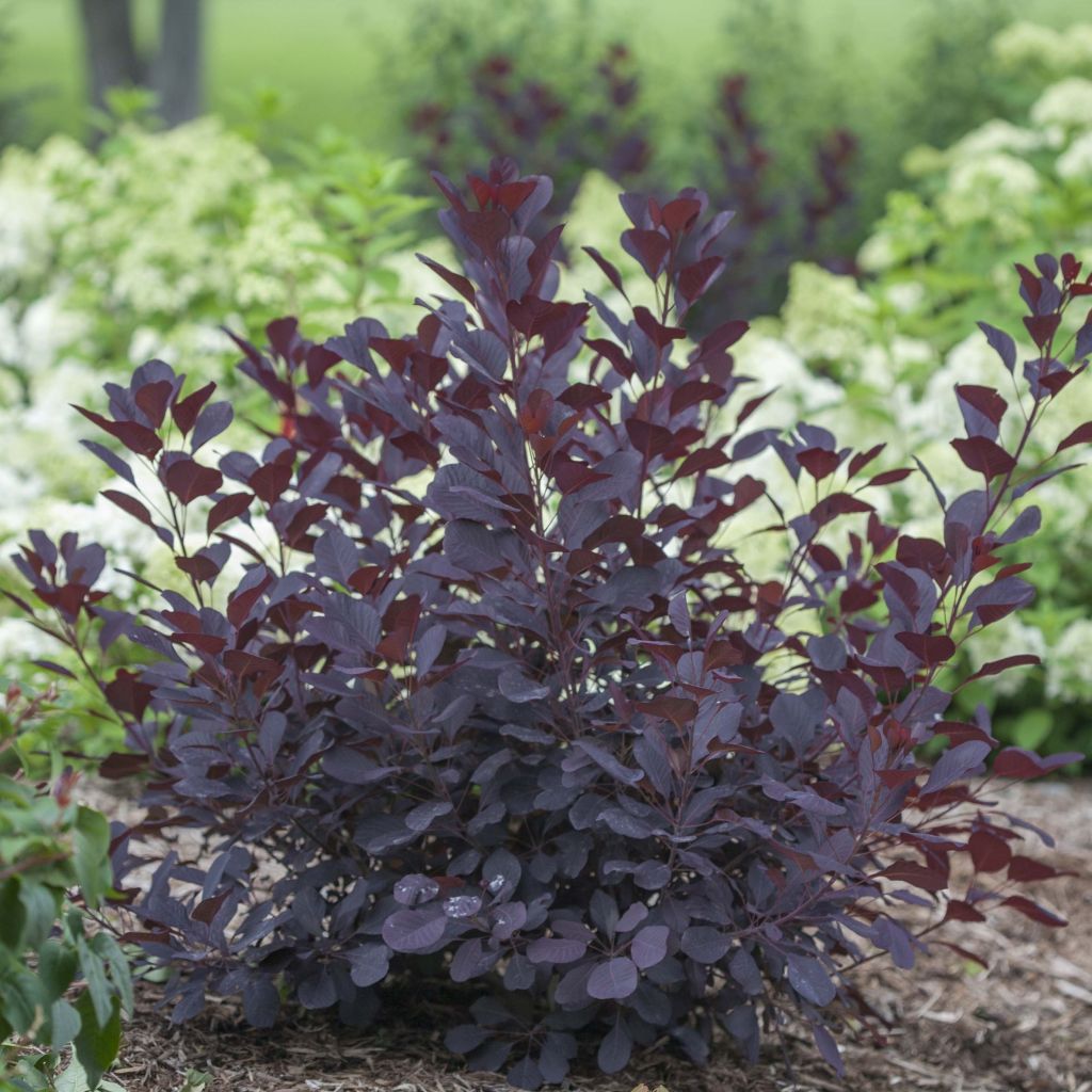 Cotinus coggygria Winecraft Black - Arbre à perruque