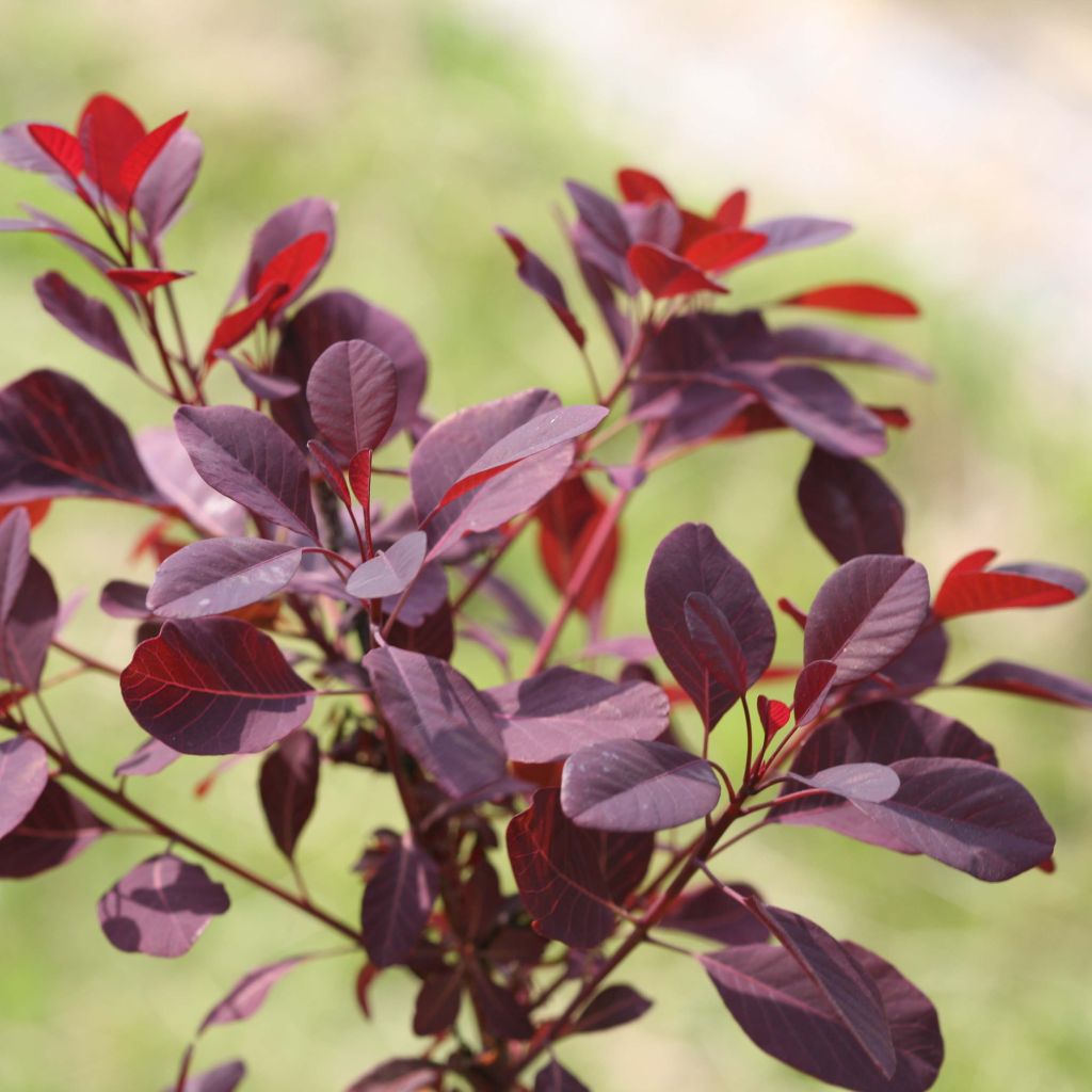 Cotinus coggygria Winecraft Black - Arbre à perruque