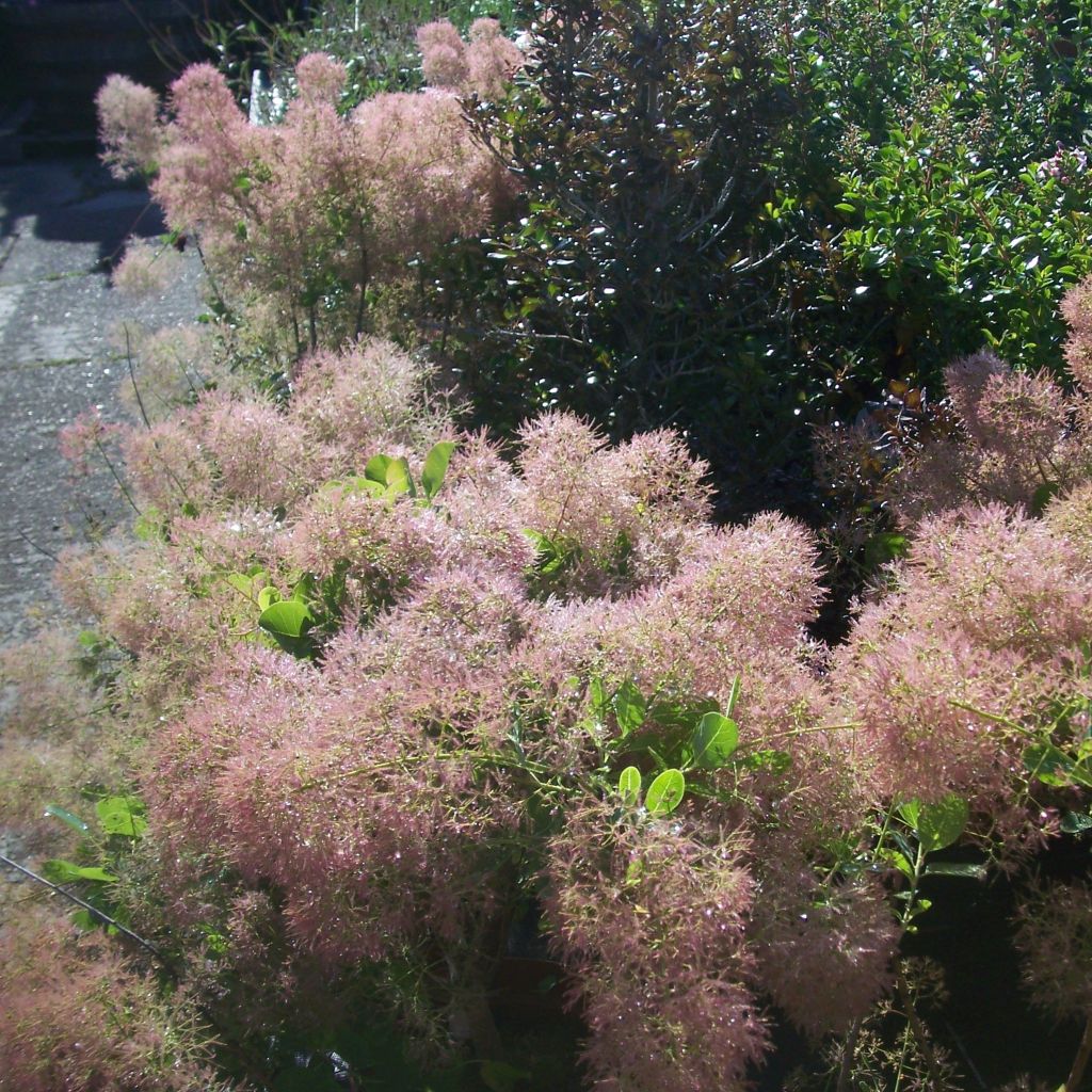 Cotinus coggygria Young Lady - Arbre à Perruques