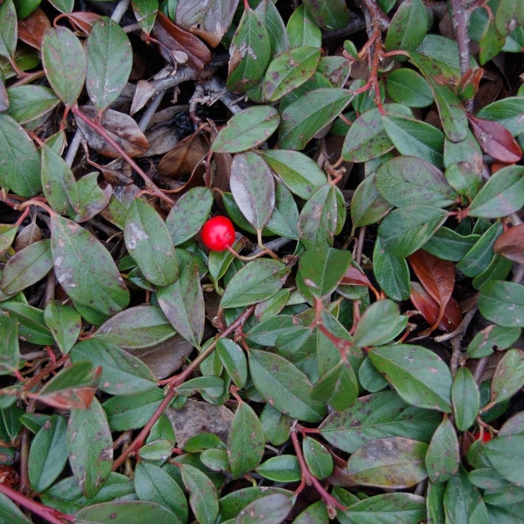 Cotoneaster dammeri Major - Cotoneaster de Dammer