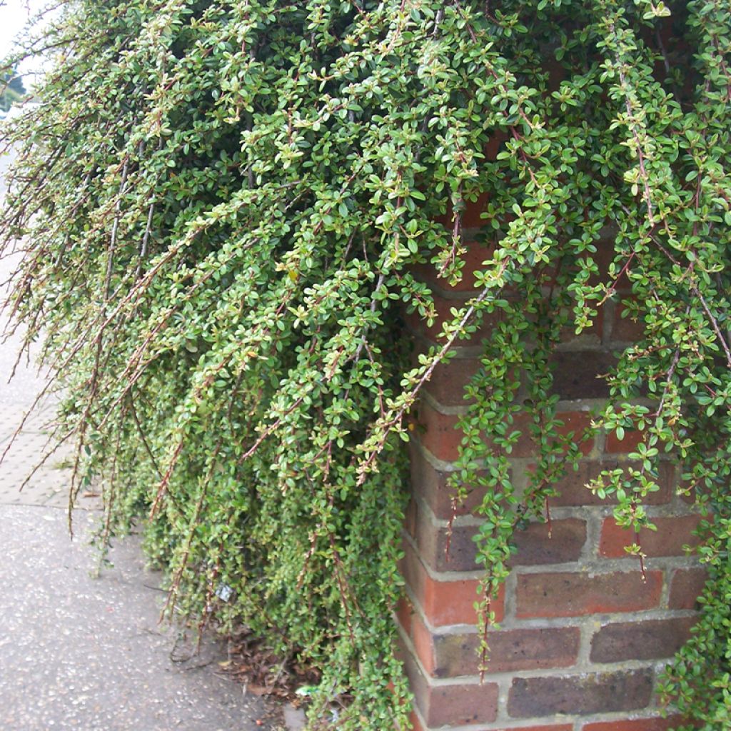 Cotoneaster dammeri Royal Carpet - Cotoneaster de Dammer